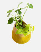 Two Tone Calabash Pistachio Basket - Medium